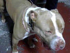 Adopt THOR a Tan/Yellow/Fawn - with White American Pit Bull Terrier / Mixed dog