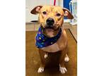 Adopt Diego- Prison Program Student a Pit Bull Terrier