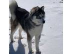 Adopt Ootek a Siberian Husky