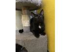 Adopt Masuka a All Black Domestic Shorthair / Domestic Shorthair / Mixed cat in