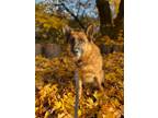 Adopt Gucci a German Shepherd Dog / Mixed dog in Grants Pass, OR (38389653)