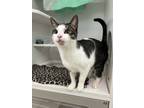 Adopt Gabbana a Domestic Short Hair