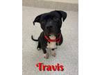 Adopt TRAVIS a Pit Bull Terrier