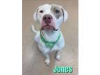 Adopt JONES a Pit Bull Terrier, Mixed Breed