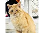 Adopt Redd a Orange or Red Domestic Shorthair / Mixed cat in East Smithfield