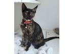 Adopt Coral a Orange or Red Domestic Shorthair / Domestic Shorthair / Mixed cat