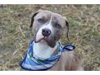 Adopt DALLAS a Pit Bull Terrier