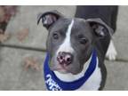 Adopt MONKEY a Pit Bull Terrier