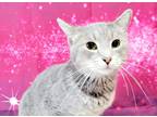 Adopt Molly a Gray, Blue or Silver Tabby Domestic Shorthair (short coat) cat in