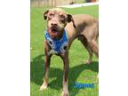 Adopt James a Brown/Chocolate Labrador Retriever / Doberman Pinscher / Mixed dog