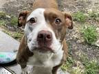 Adopt Coco Chanel a Brown/Chocolate - with White Pit Bull Terrier / Mixed dog in