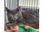 Adopt 6126 (Timber) a Domestic Short Hair