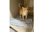 Adopt Cameron a Orange or Red Domestic Shorthair / Domestic Shorthair / Mixed
