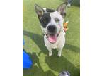 Adopt Jordan a Black - with White American Staffordshire Terrier / American Pit
