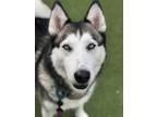 Adopt Nike a White - with Black Siberian Husky / Husky / Mixed dog in Chandler