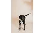 Adopt Sawyer a Labrador Retriever