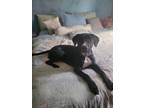 Adopt Joy (Mama Cookie's Litter) a Black - with White Pit Bull Terrier /