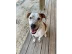 Adopt Jacques a White - with Red, Golden, Orange or Chestnut Pointer / Mixed dog
