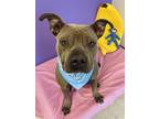 Adopt Hayes a Gray/Blue/Silver/Salt & Pepper Mixed Breed (Large) / Mixed dog in