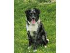 Adopt Moxie a Black - with White Australian Shepherd / Aussiedoodle / Mixed dog