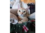 Adopt Roadie a Orange or Red Tabby Domestic Shorthair / Mixed (short coat) cat