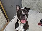 Adopt Baxley a Black Labrador Retriever / Mixed dog in Florence, AL (35273072)