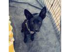 Adopt Freesia a Black Mixed Breed (Medium) / Mixed dog in Buffalo, MN (38179176)