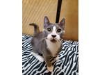Adopt Wink a Domestic Shorthair / Mixed (short coat) cat in Vineland
