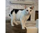 Adopt Billy a White Domestic Shorthair / Mixed cat in Fairfax Station