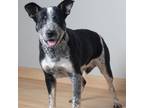 Adopt Love Bug D15597 a Mixed Breed