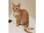 Adopt Tig a Domestic Shorthair / Mixed (short coat) cat in Sewell, NJ (38370086)