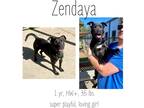 Adopt Zendaya a American Pit Bull Terrier / Mixed dog in Albany, GA (38209236)