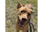 Adopt Rocky a Brown/Chocolate Labrador Retriever / Mixed dog in San Antonio