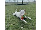 Adopt Lake a Pit Bull Terrier, Mixed Breed