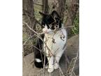 Adopt Mila a Black & White or Tuxedo Domestic Shorthair / Mixed (short coat) cat