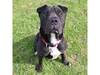 Adopt Amadeus a Black Shar Pei / Labrador Retriever / Mixed dog in San Marcos