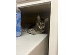 Adopt Kleo a Brown Tabby Domestic Shorthair / Mixed (short coat) cat in