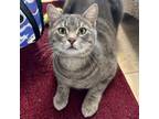 Adopt Frosty ~Purina~ a Domestic Short Hair