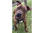 Adopt Bojangles a Brindle American Pit Bull Terrier / Mixed dog in Carrollton