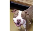 Adopt Scar Azzual a Brown/Chocolate American Pit Bull Terrier / Mixed dog in