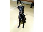 Adopt GATOR a Labrador Retriever