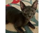 Adopt Bubbles a Gray or Blue Domestic Shorthair / Mixed cat in Vieques