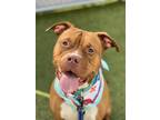 Adopt Megamind a Red/Golden/Orange/Chestnut American Pit Bull Terrier / Mixed