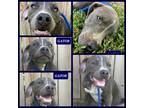 Adopt Gator a Gray/Silver/Salt & Pepper - with White Pit Bull Terrier dog in