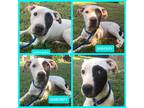 Adopt Shrimpy a White - with Black Pit Bull Terrier dog in Ola, AR (38264510)
