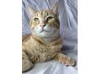 Adopt Apollo a Orange or Red Tabby Domestic Shorthair / Mixed (short coat) cat
