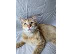 Adopt Atlus a Orange or Red Tabby Domestic Longhair / Mixed (long coat) cat in