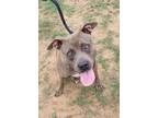 Adopt Camry a Boxer / Mixed Breed (Medium) / Mixed dog in Seguin, TX (37902083)