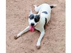 Adopt Abbie a Australian Shepherd / Bull Terrier / Mixed dog in Tool