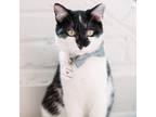 Adopt Simon a All Black Domestic Shorthair / Mixed cat in Fairfax Station